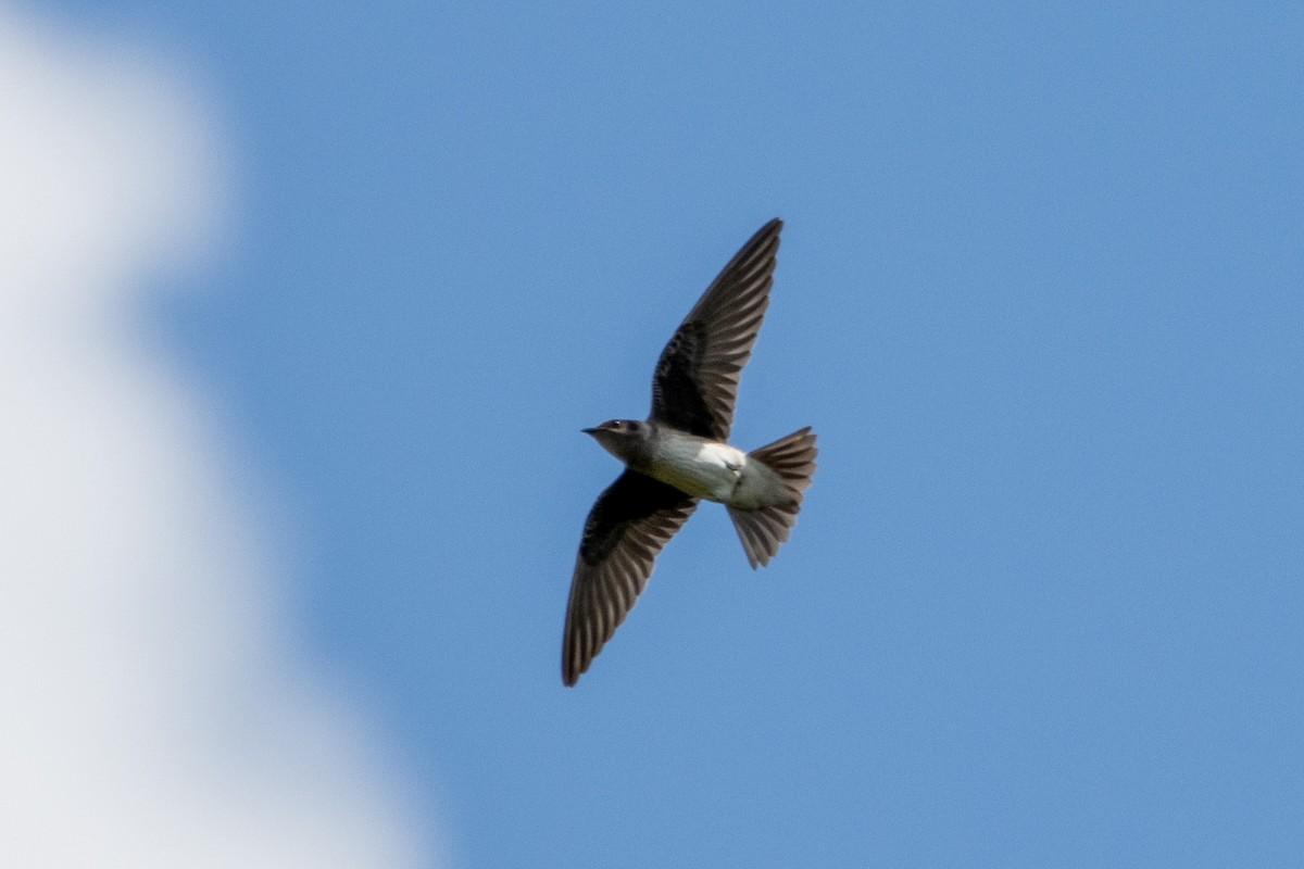 Purple Martin - Nate Rogers