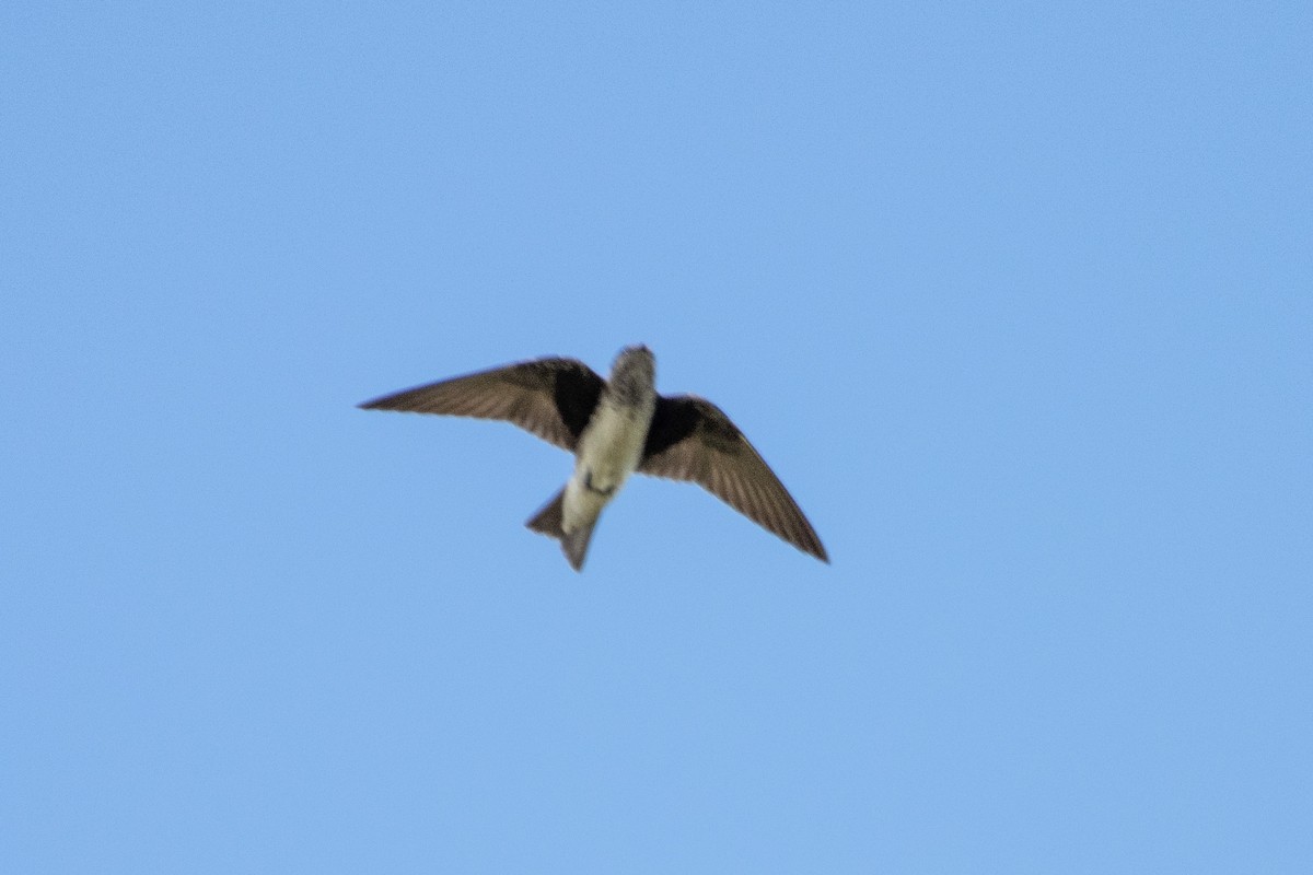 Golondrina Purpúrea - ML481502711