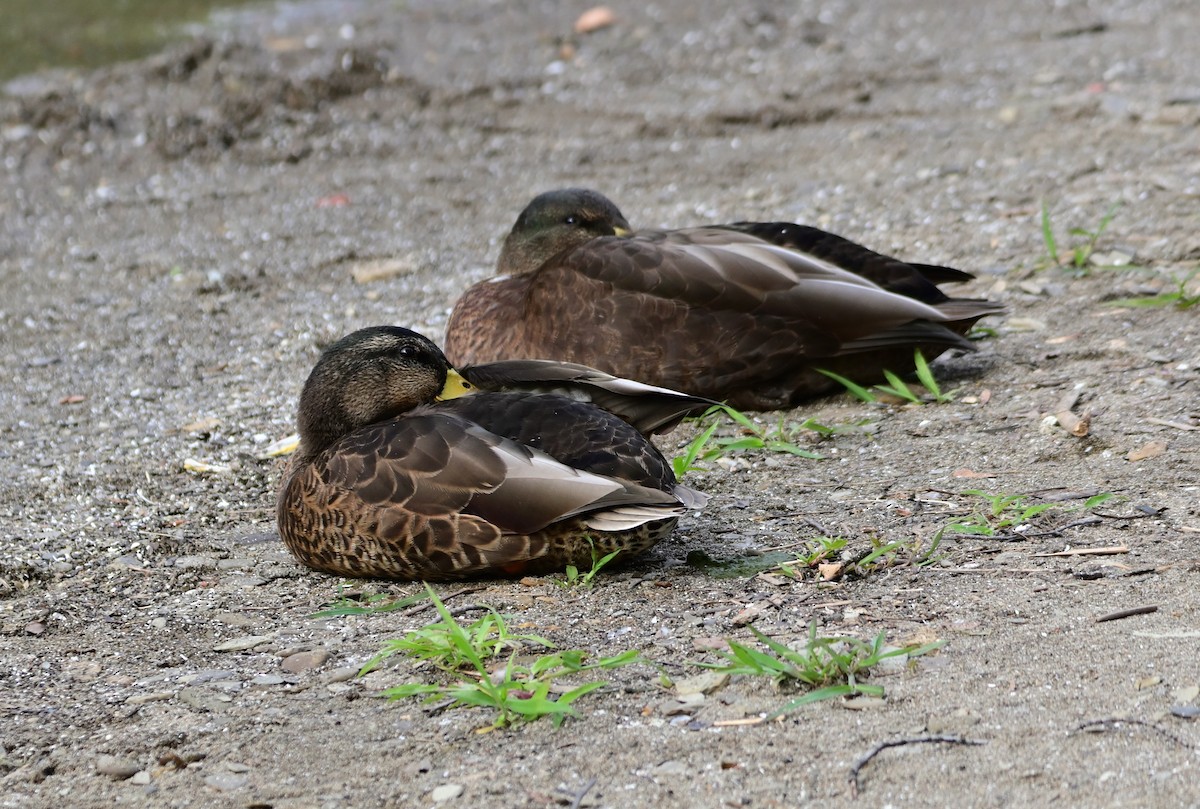 Mallard - Sharon Broniatowski