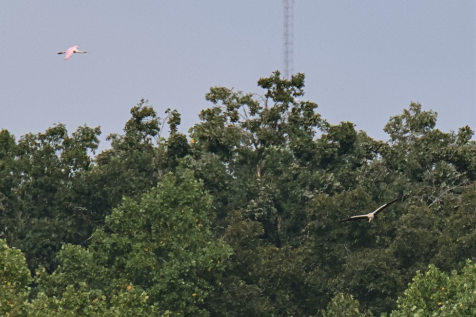 Roseate Spoonbill - ML481504021