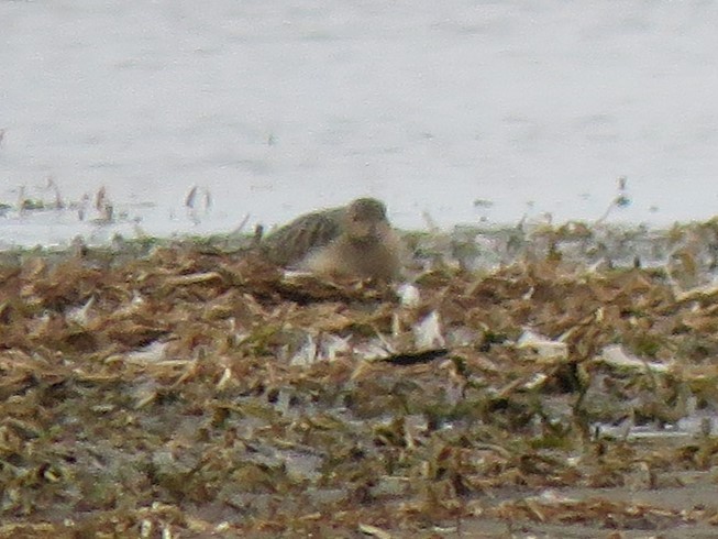 Buff-breasted Sandpiper - ML481504531