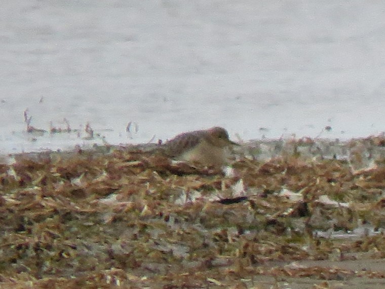 Buff-breasted Sandpiper - ML481504571