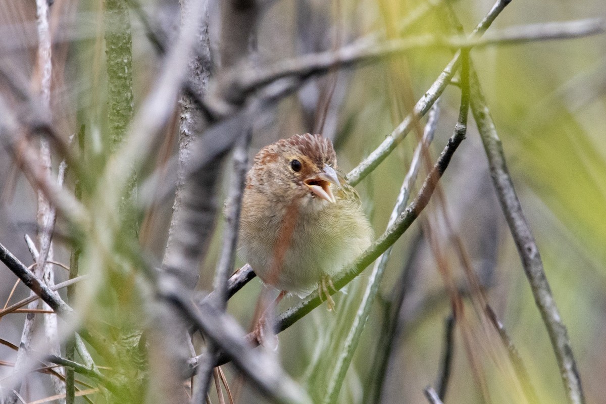 Bachman's Sparrow - Nate Rogers