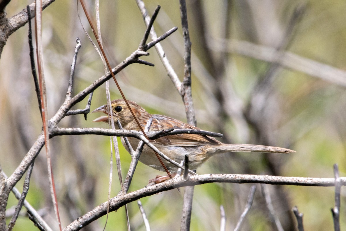 Chingolo de Bachman - ML481504641