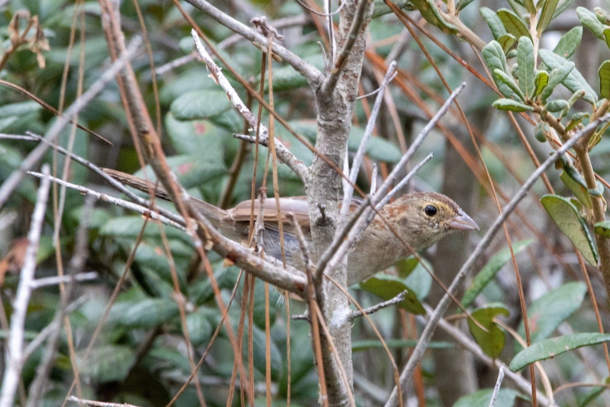 Bachman's Sparrow - Nate Rogers