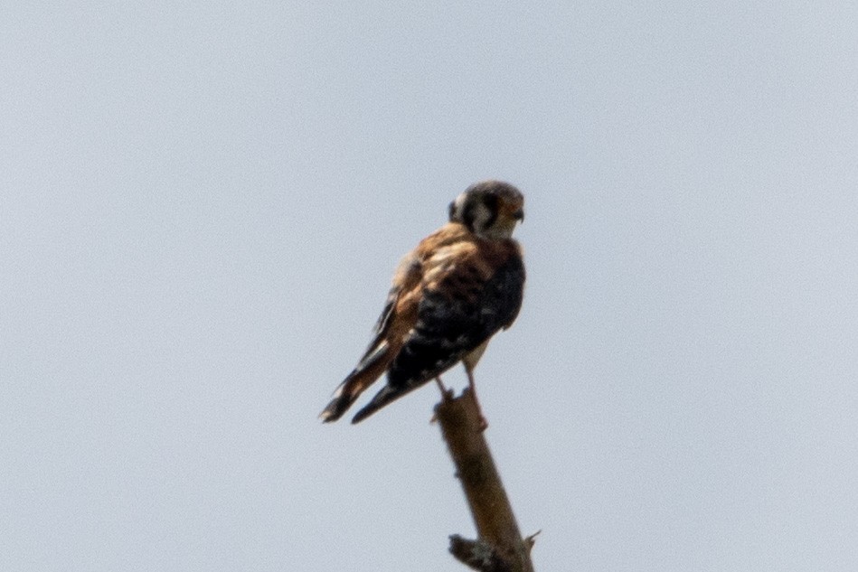 American Kestrel - ML481505101