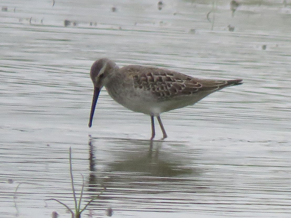 Stilt Sandpiper - Jim Mead