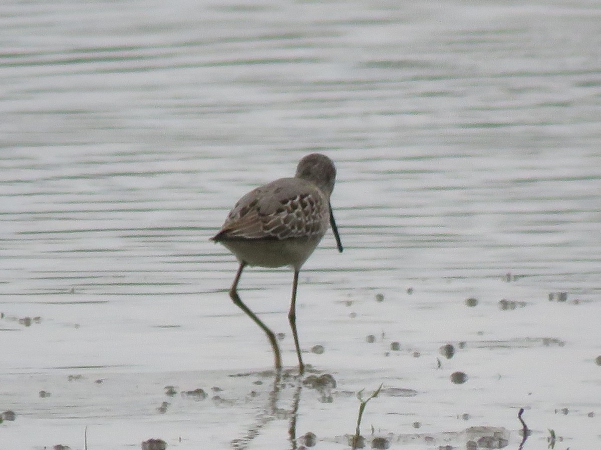 Stilt Sandpiper - Jim Mead