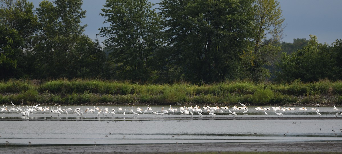 Great Egret - ML481505591