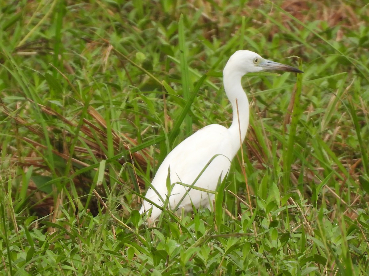 Little Blue Heron - ML481509301