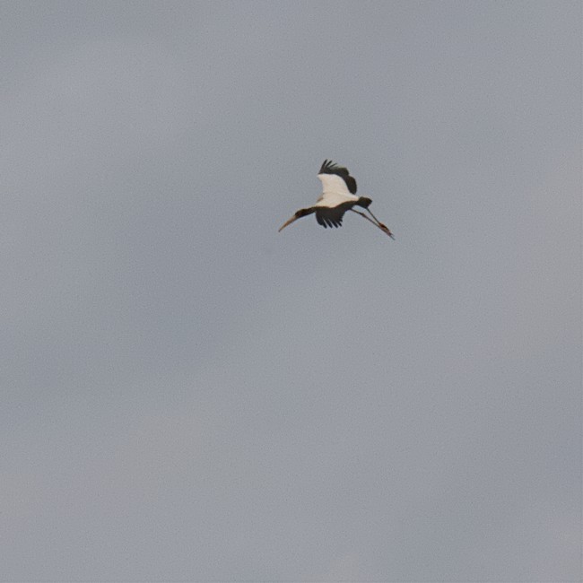 Wood Stork - ML481509991