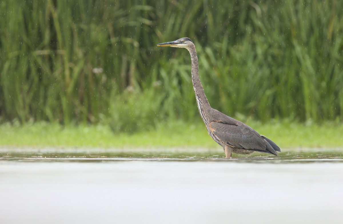 Great Blue Heron - ML481510771