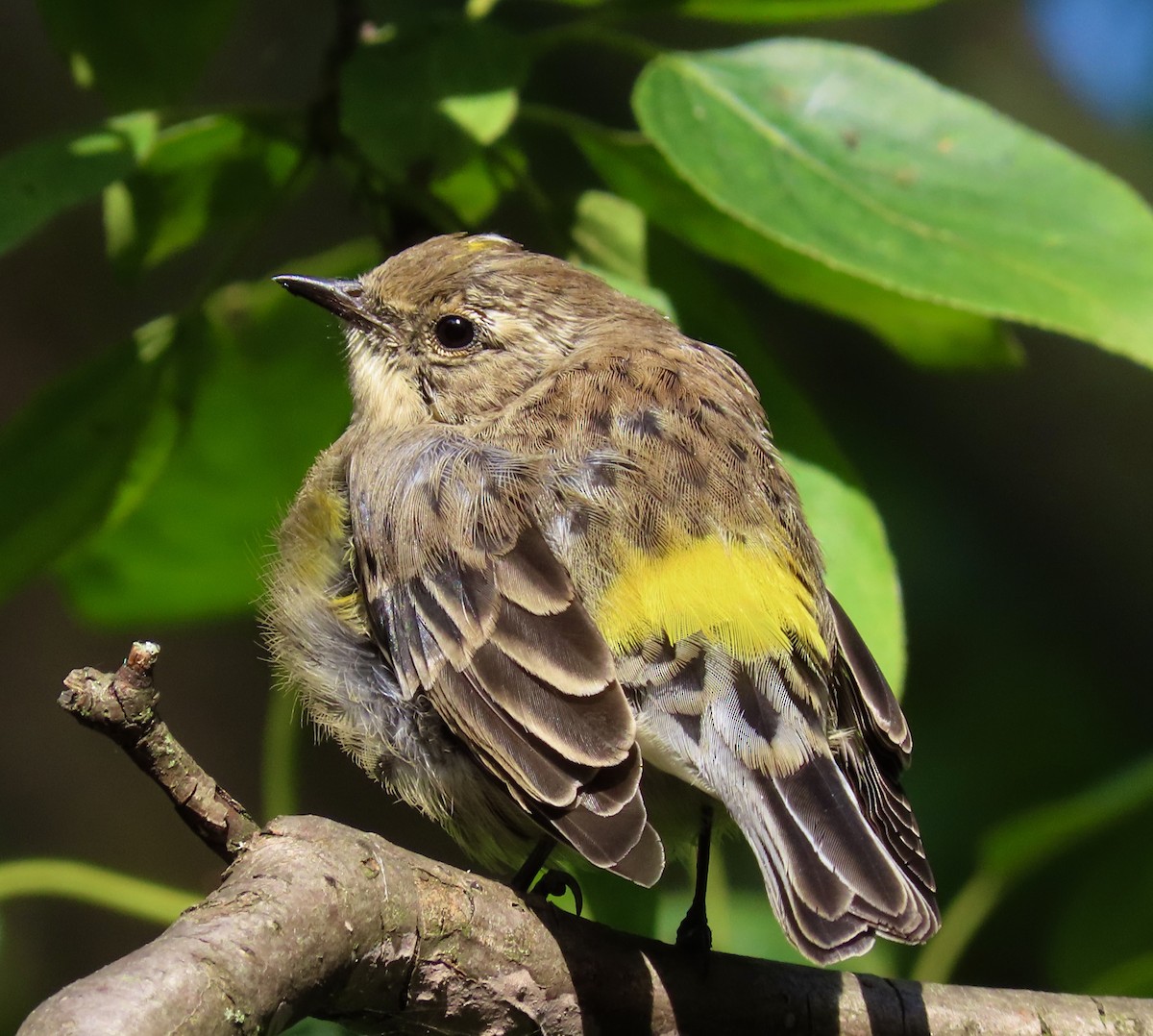 Yellow-rumped Warbler - thomas fortin