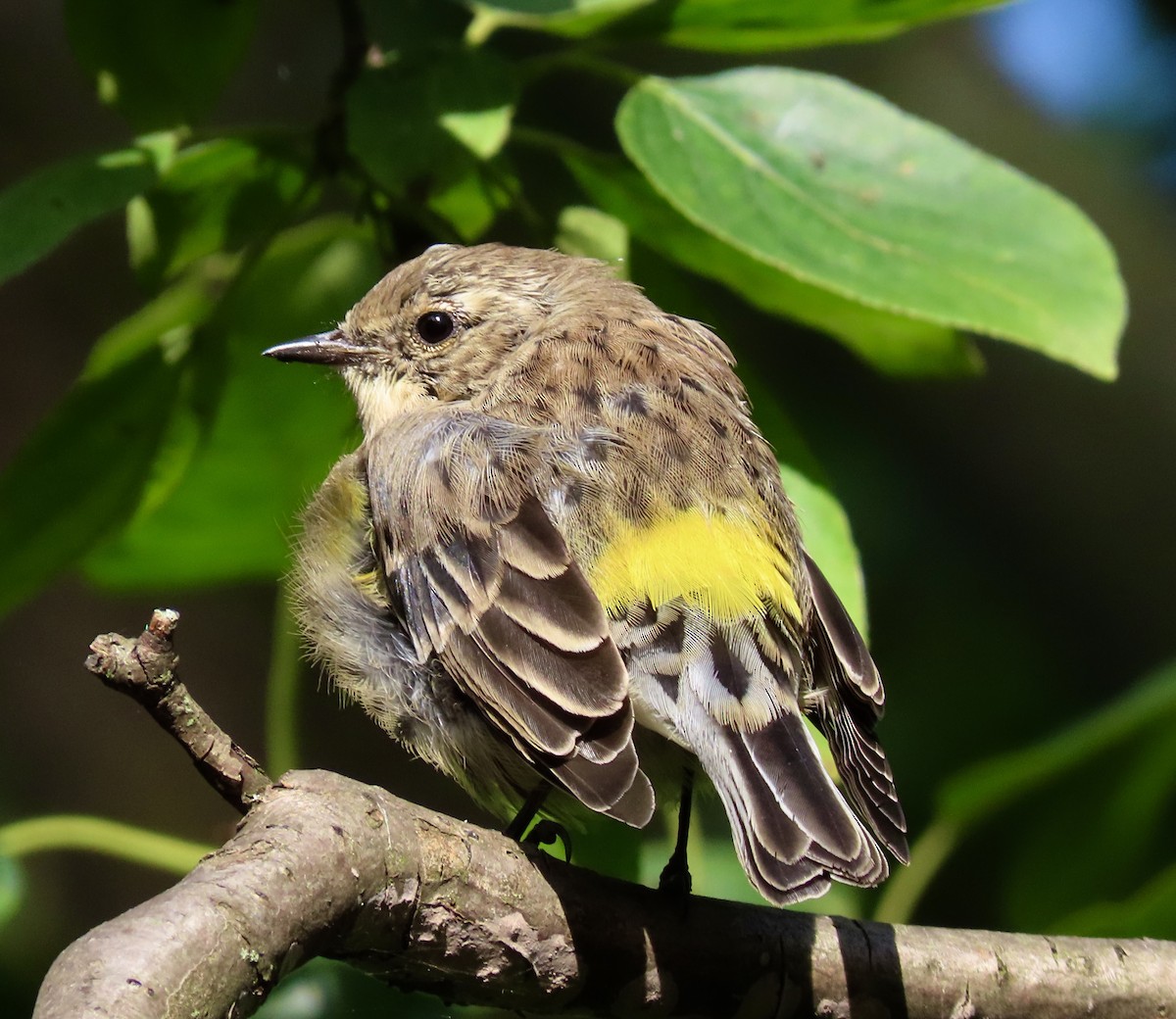 Yellow-rumped Warbler - ML481511801