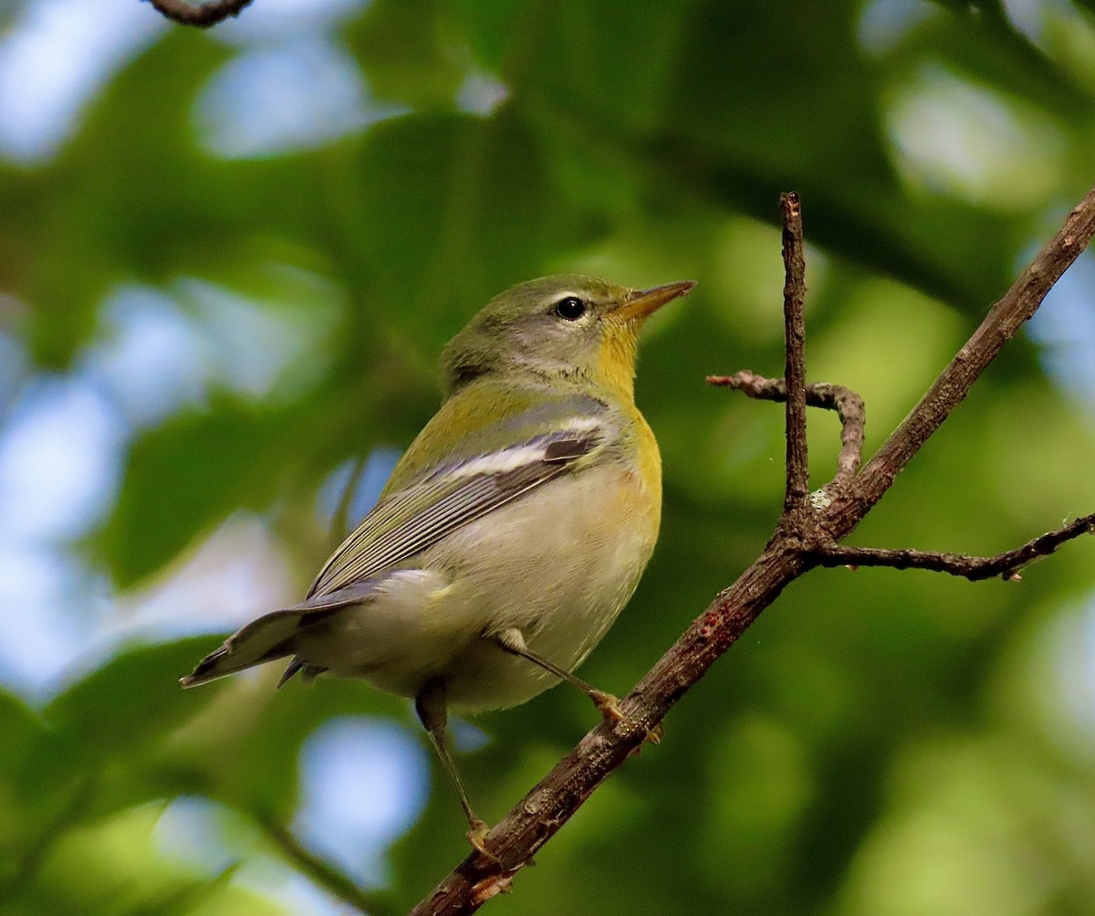 Northern Parula - ML481511961