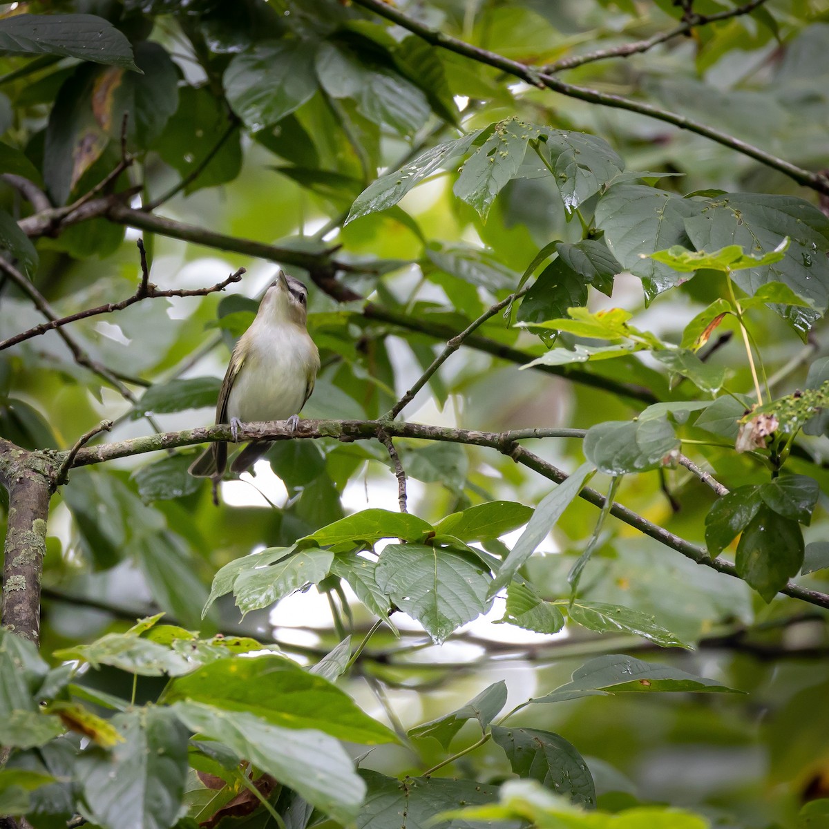 rødøyevireo - ML481511991