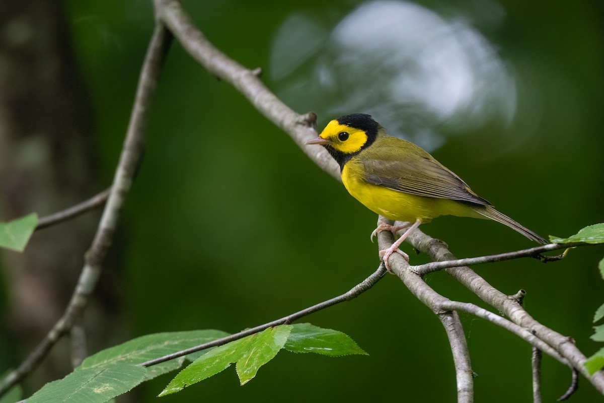 Hooded Warbler - ML481512131