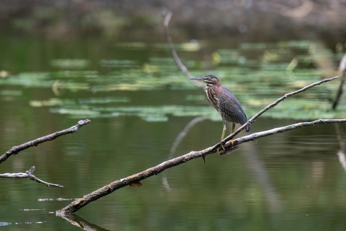 Green Heron - ML481512411