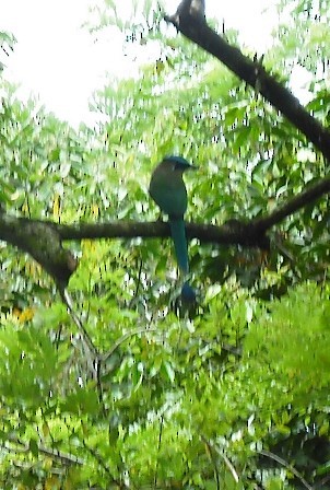 Turquoise-browed Motmot - Eric Seaman