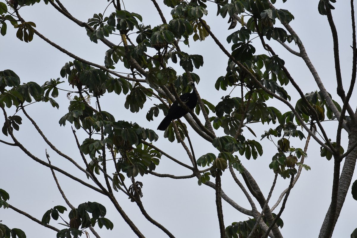 White-throated Piping-Guan - ML481513661