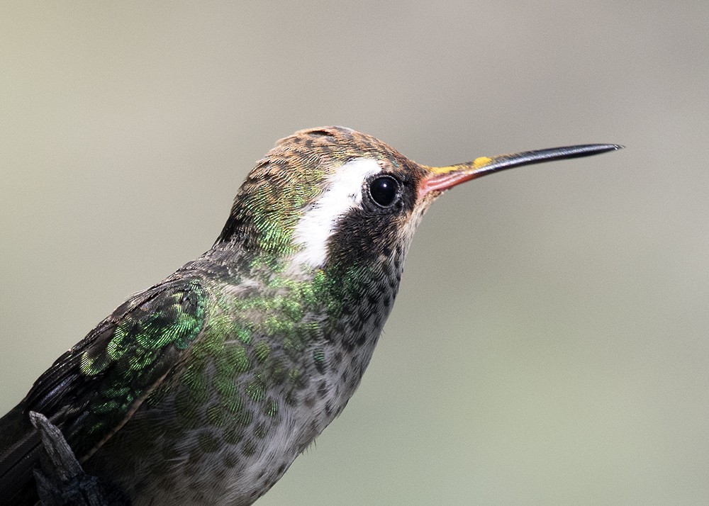 White-eared Hummingbird - ML481513921