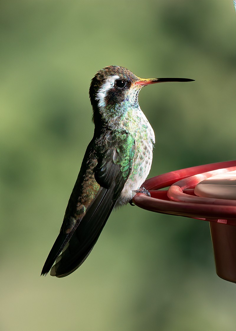 White-eared Hummingbird - ML481513931
