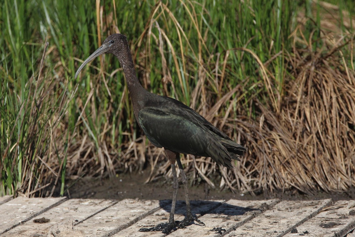 ibis hnědý - ML481514541