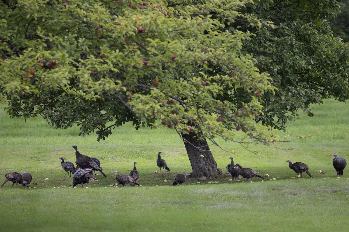 Wild Turkey - ML481515741