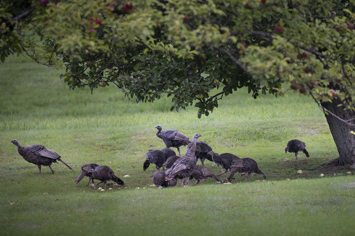 Wild Turkey - ML481515811