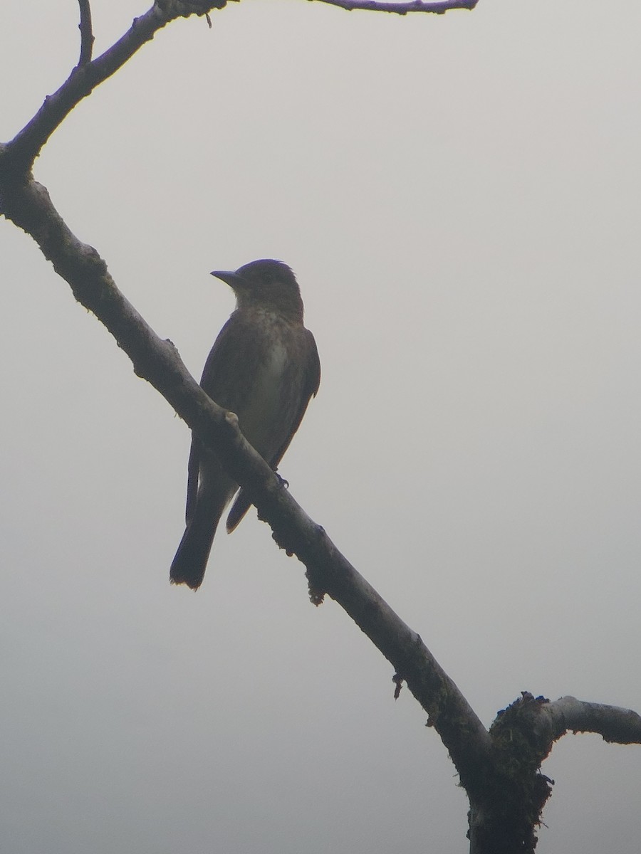 Olive-sided Flycatcher - Diógenes Barquero