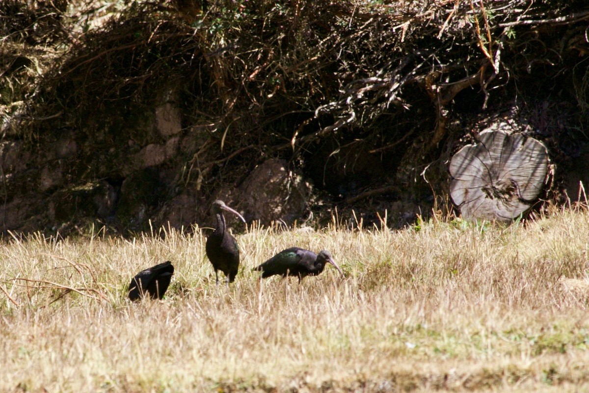 Puna Ibis - Loyan Beausoleil