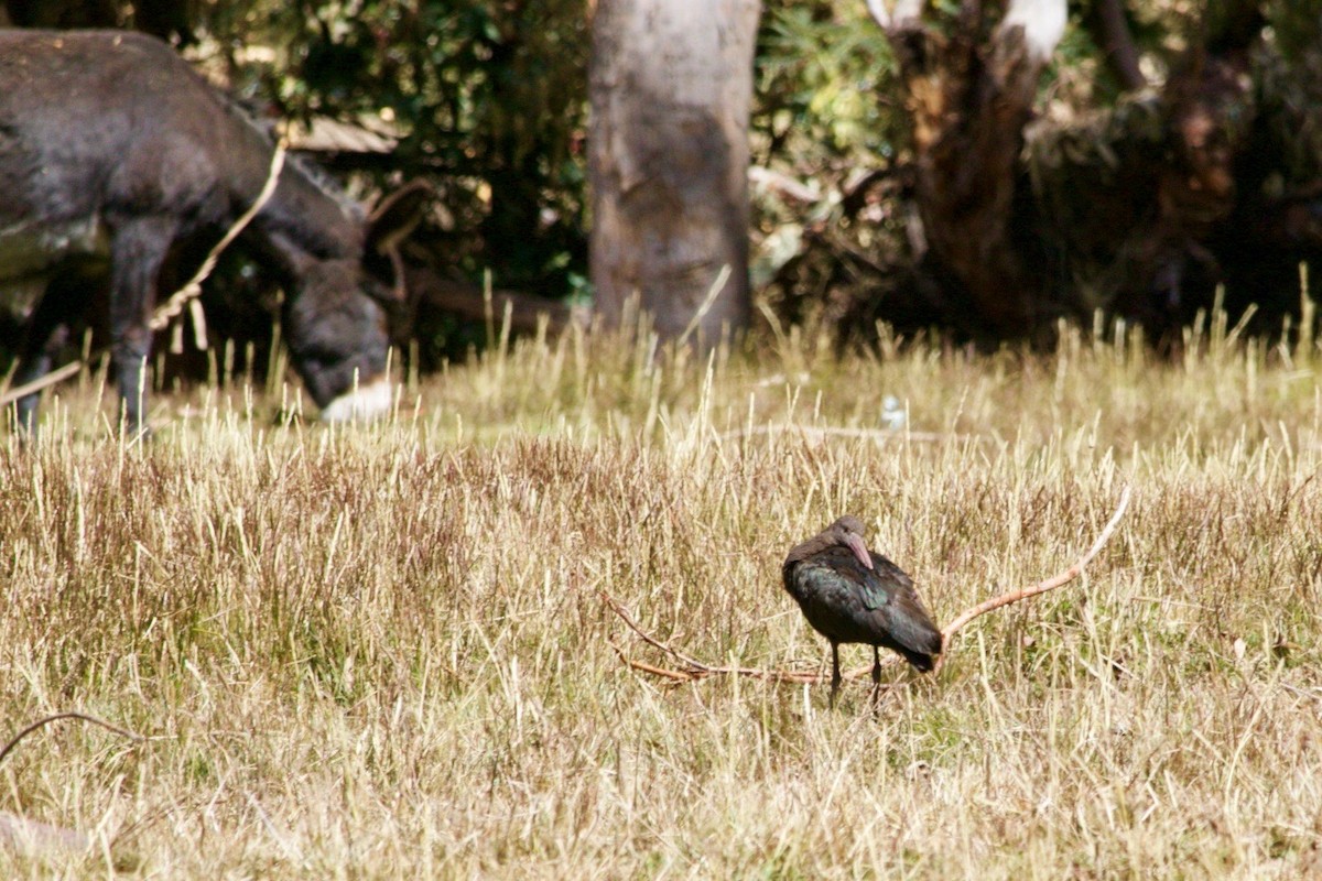ibis andský - ML481516201