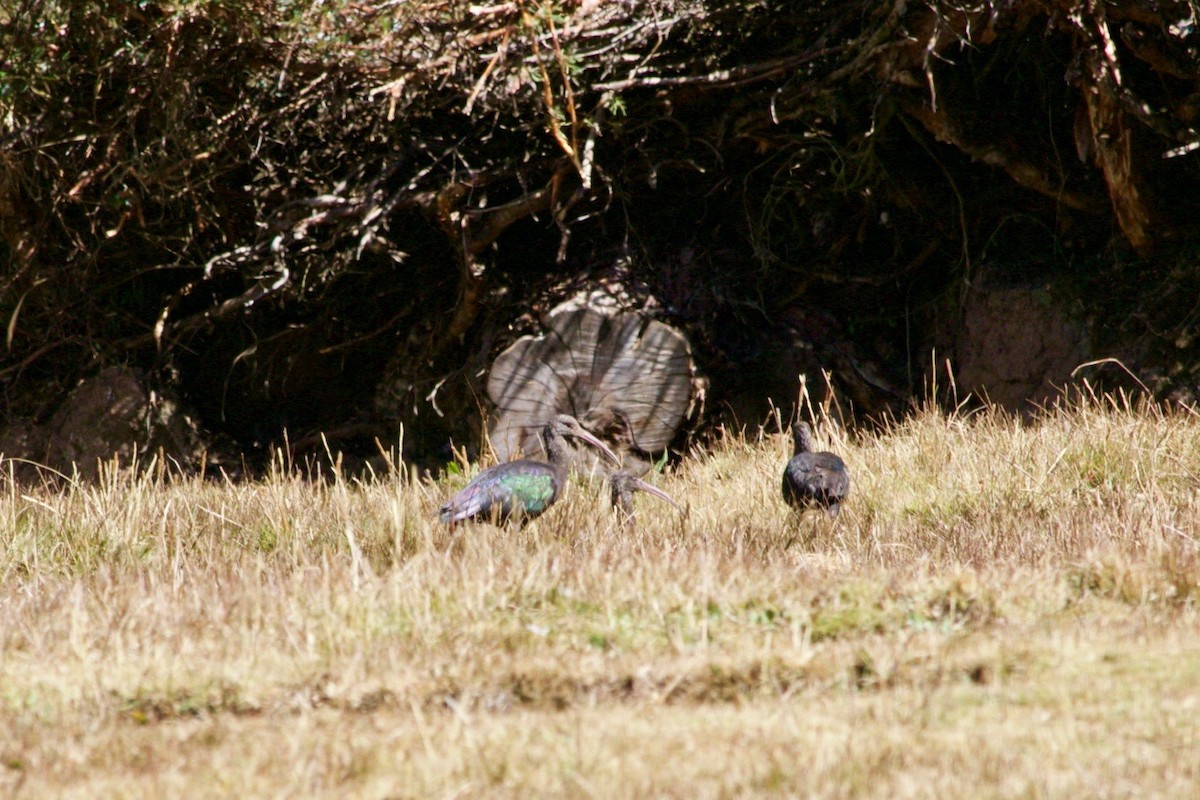 Puna Ibis - Loyan Beausoleil