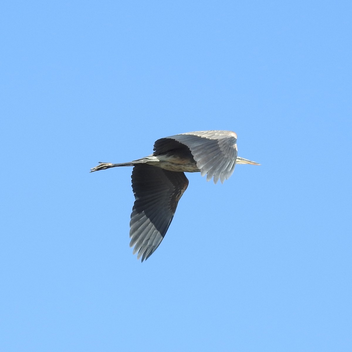 Great Blue Heron - ML481516311