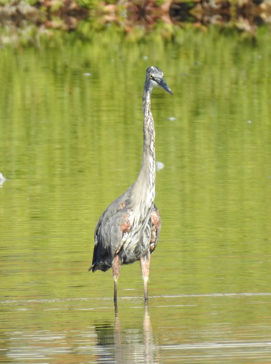 Great Blue Heron - ML481516371