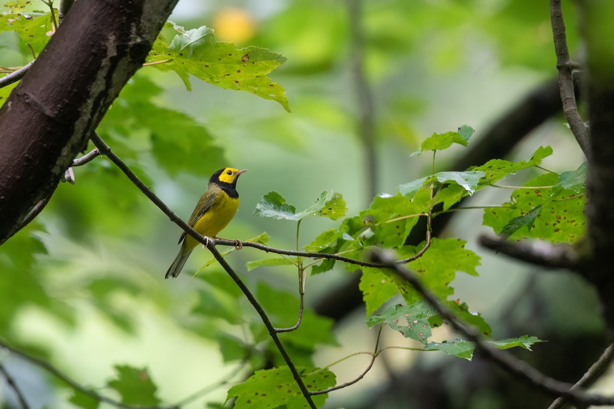 Hooded Warbler - Steve Rappaport