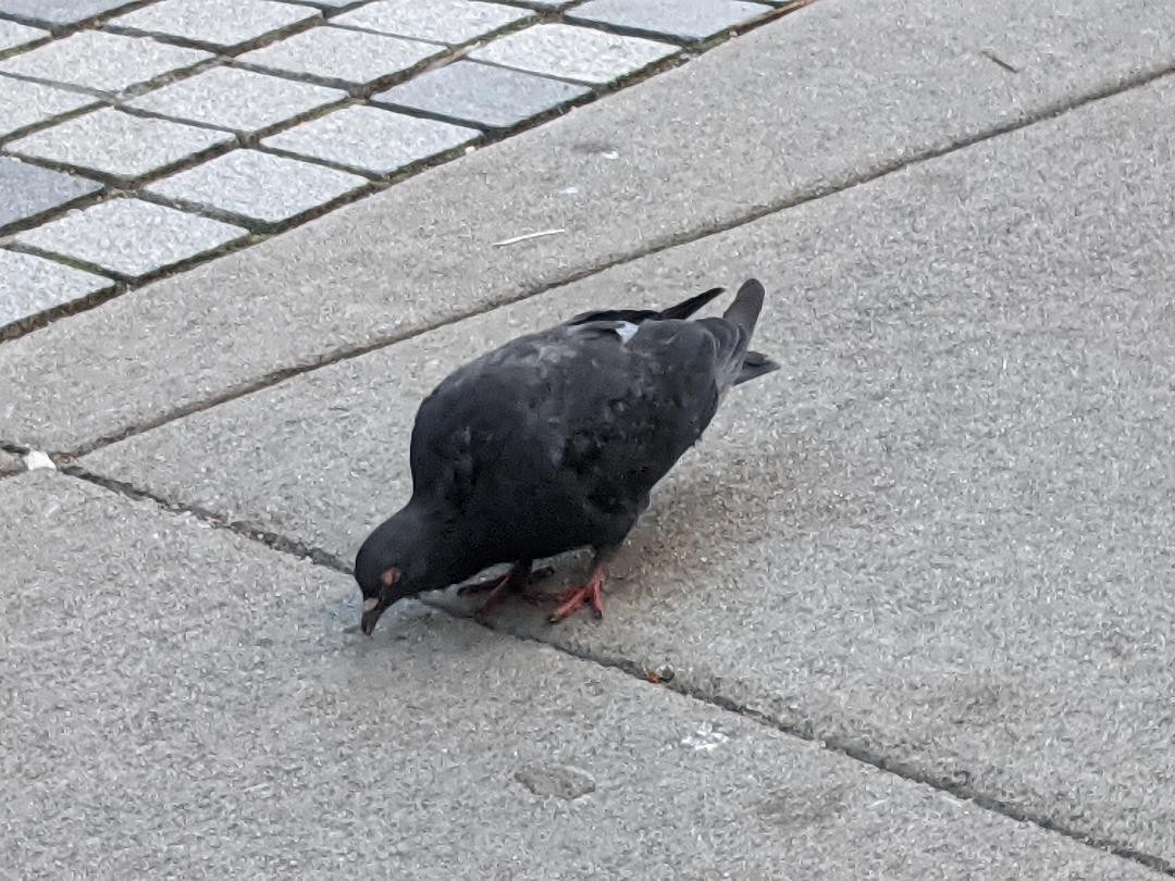 Rock Pigeon (Feral Pigeon) - ML481516751