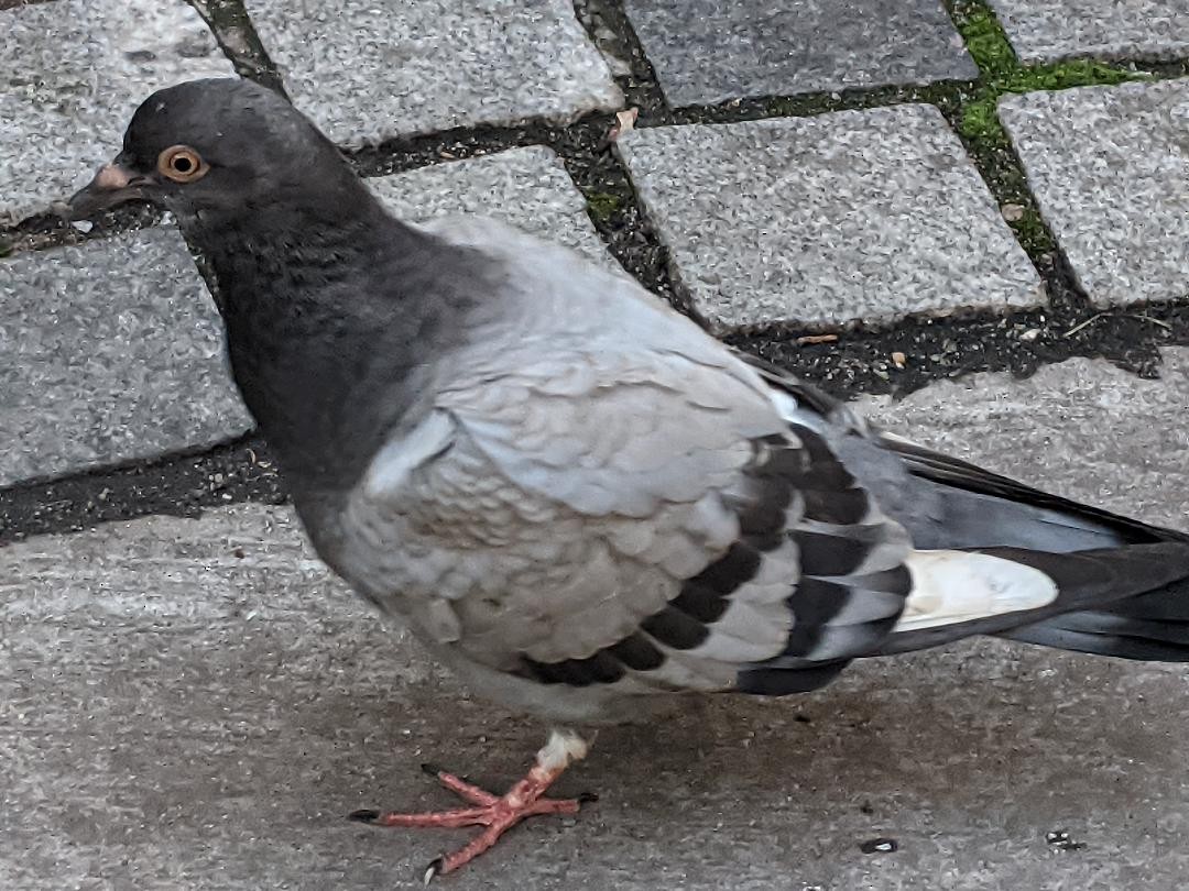 Rock Pigeon (Feral Pigeon) - ML481516761