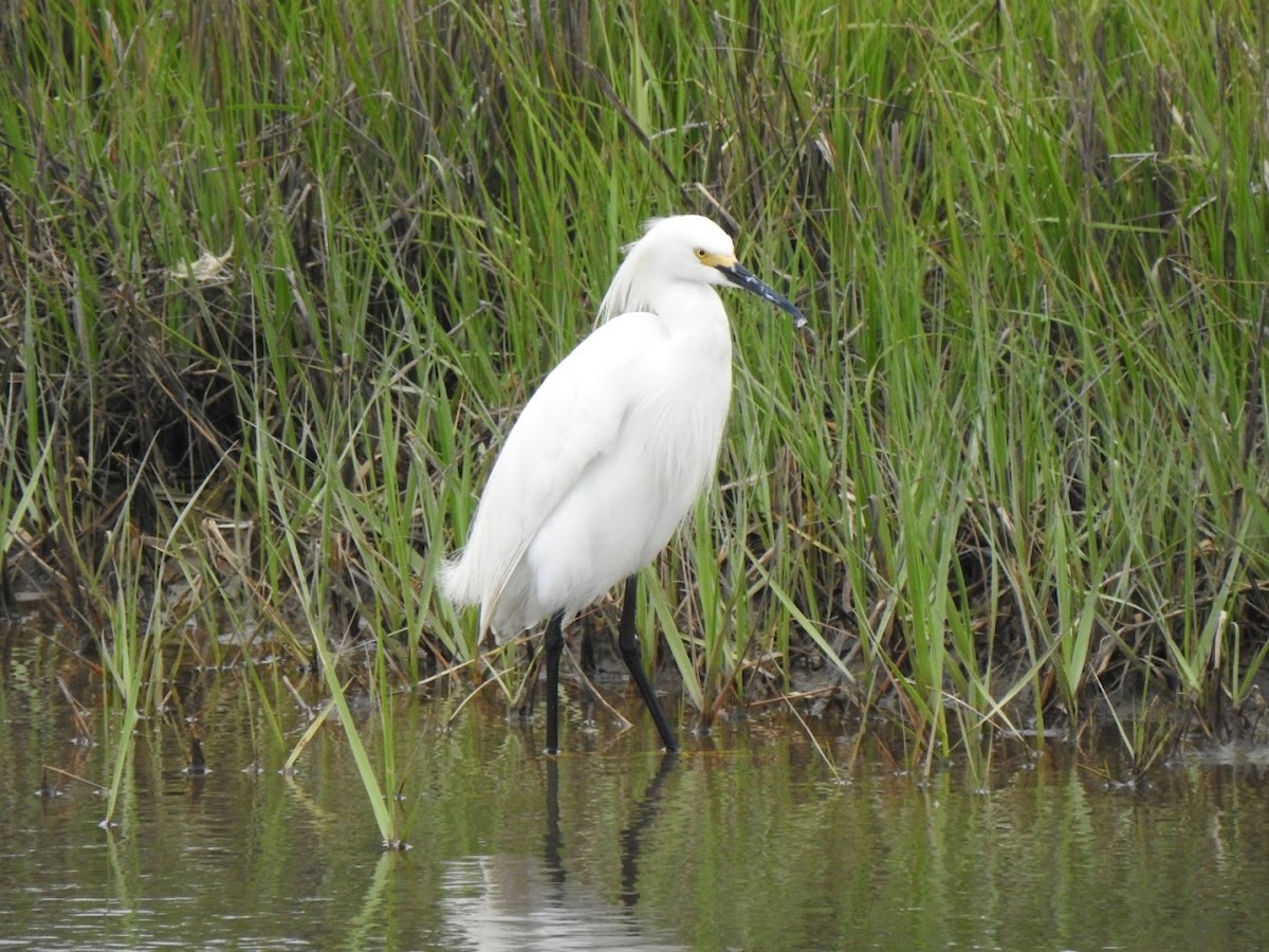 Snowy Egret - Michaela Plante