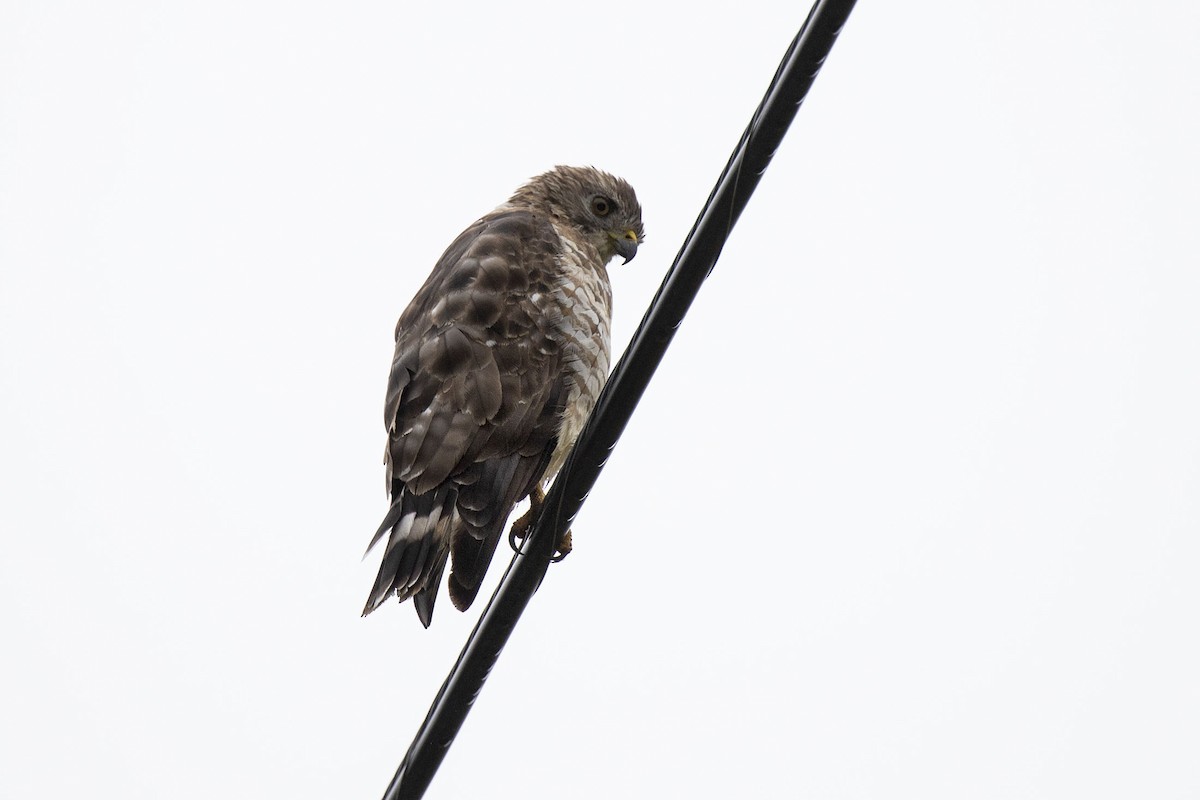 Broad-winged Hawk - ML481516851