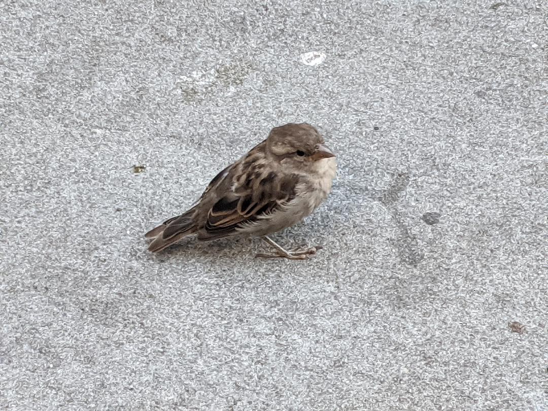 House Sparrow - ML481517121