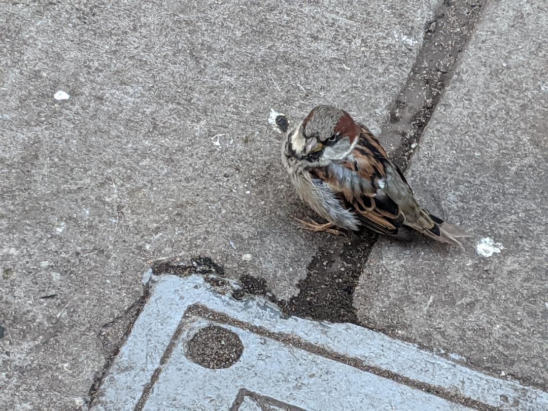 House Sparrow - ML481517141