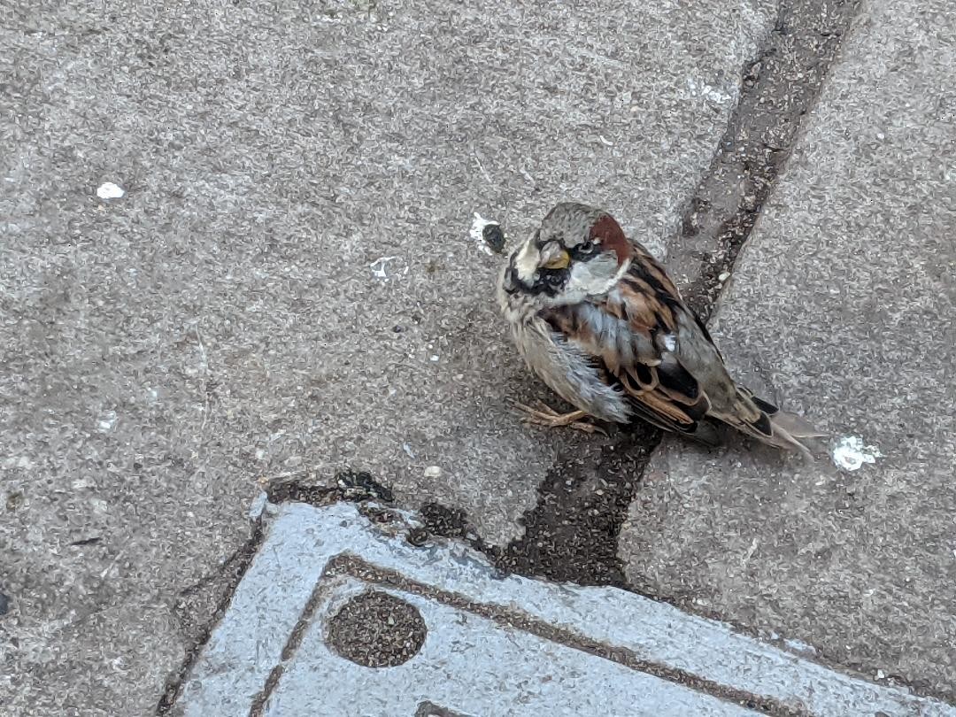 House Sparrow - ML481517151