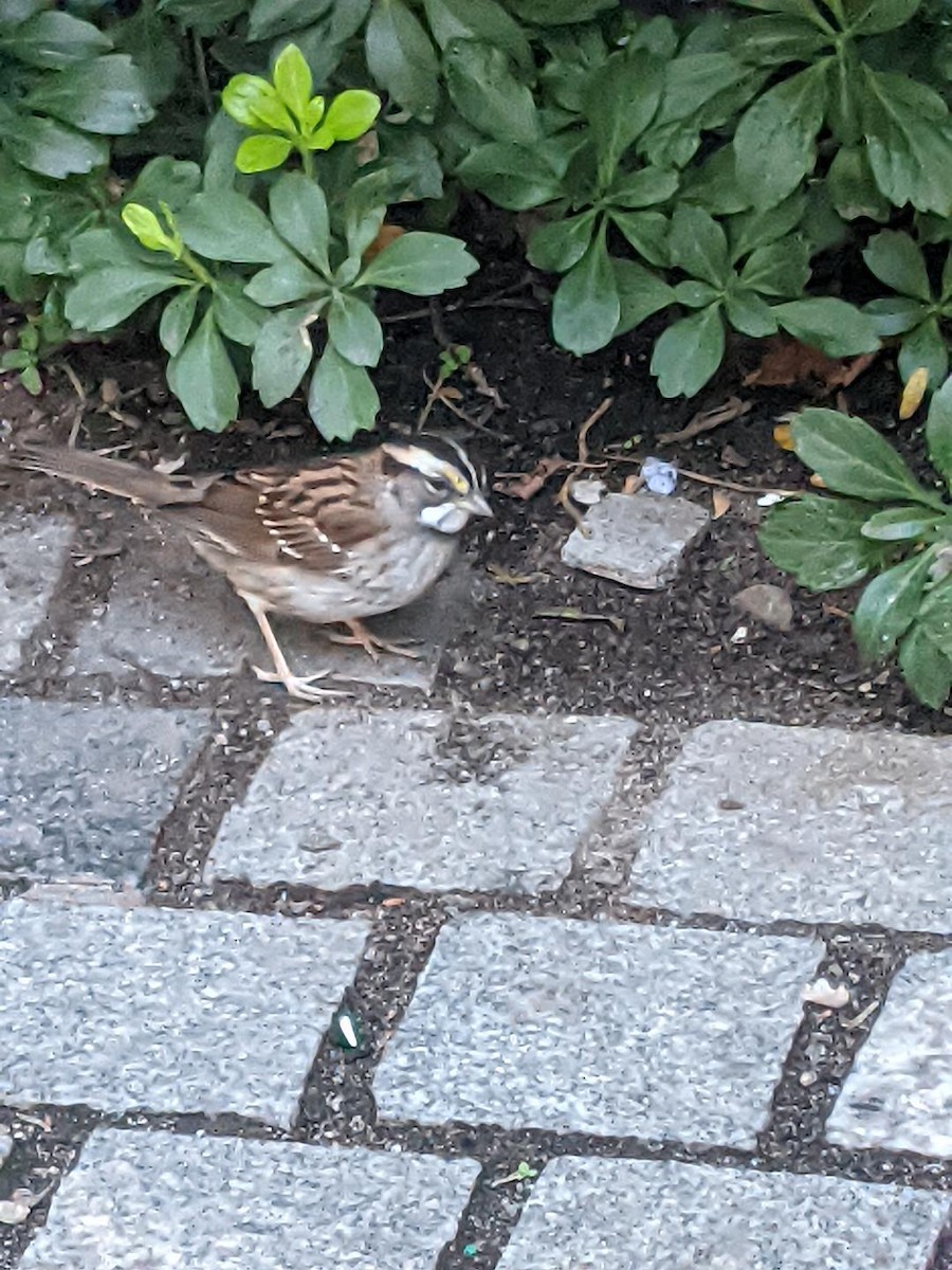 White-throated Sparrow - ML481517331