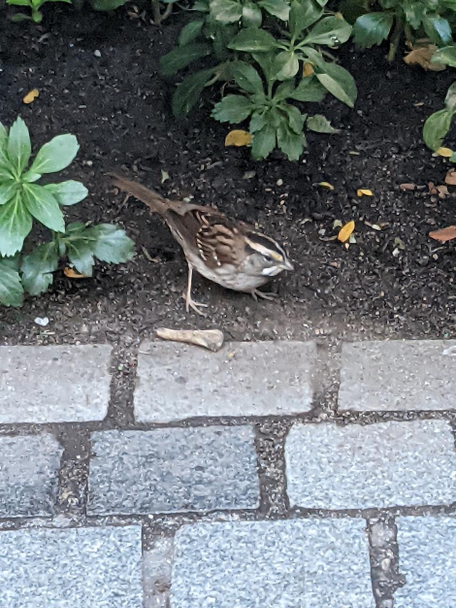 White-throated Sparrow - ML481517341