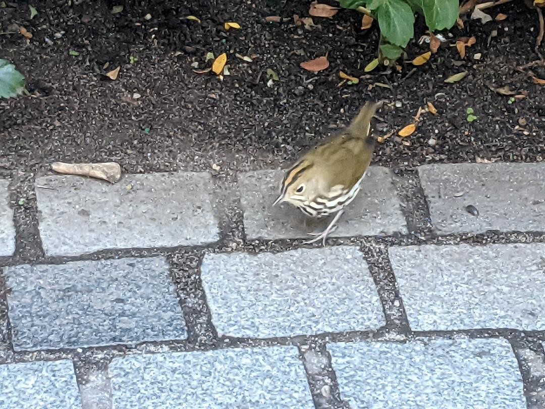 Ovenbird - ML481517451