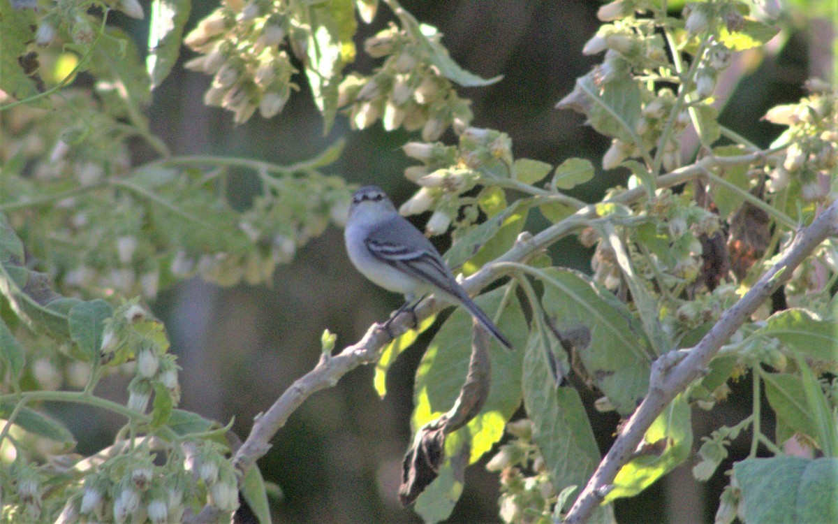 White-crested Tyrannulet (Sulphur-bellied) - ML481518051