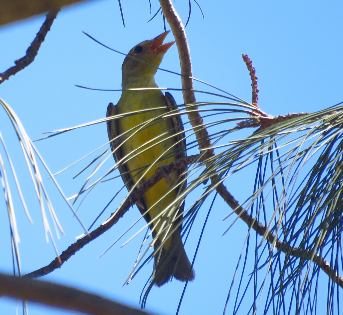 Western Tanager - Denise Wight