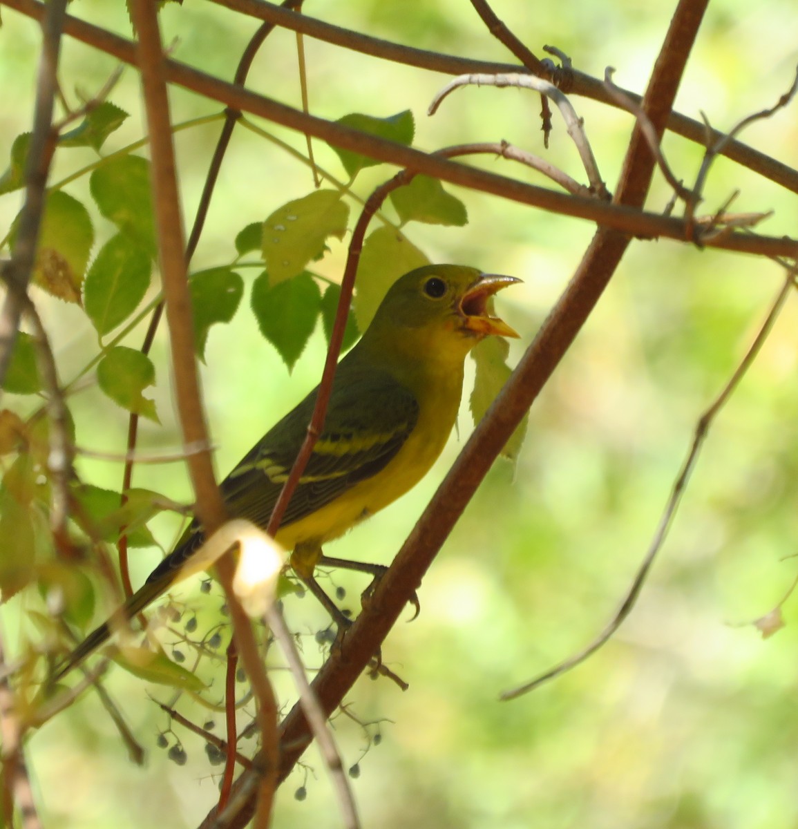 Western Tanager - Denise Wight