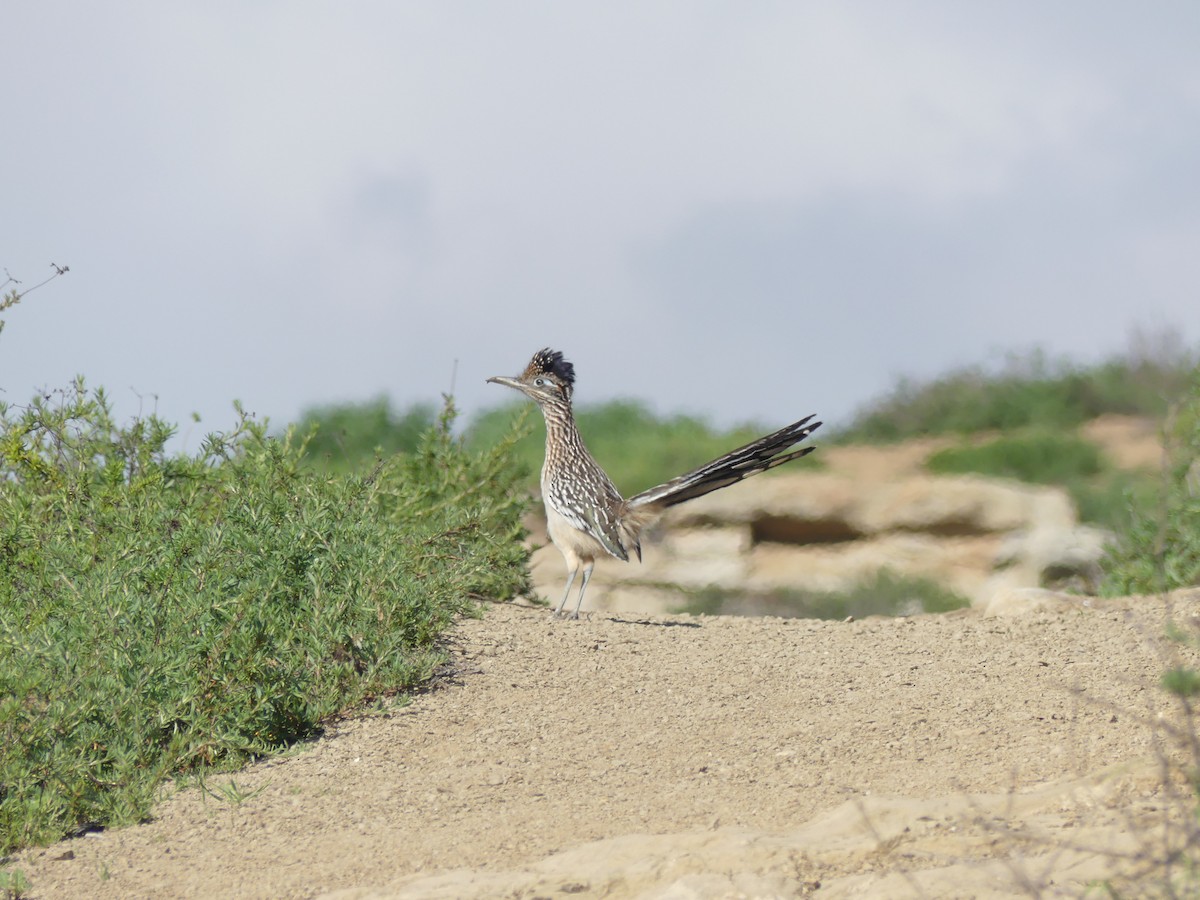 Greater Roadrunner - Walter Piper